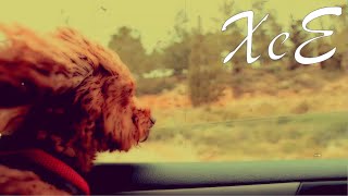 XeE - Doggy Trip - Hawaï - Positive Dog Post-Rock Music