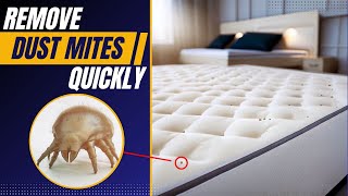 How to Get Rid of Dust Mites in A Mattress Quickly (Really is it Possible)