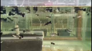 Black Moscow Guppy | Fancy Guppies In Aquarium