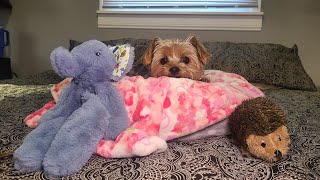 Rylies FUN Filled Monday Morning! #goodmorning #viralvideo #yorkies #Rylie