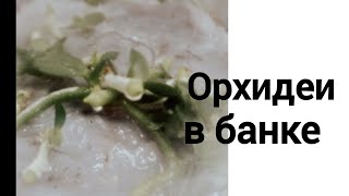 Как развиваются орхидеи в банке # что дальше после посева