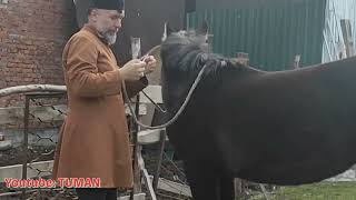 Грипп и Столбняк, Вакцина для Жеребенка