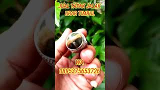 tapak jalak timbul asal kaki gunung salak