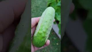 First cucumber of 2022