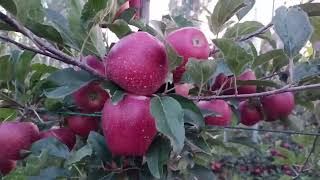 High Density apple orchard Management | important video