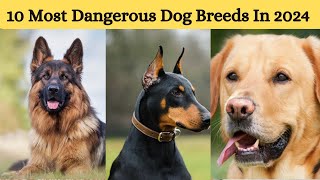 10 Most Dangerous Dog Breeds in the World (2024)