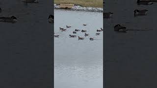 🦢"Birds of Lancaster: A Quacking Good Time"🦢#birds #lancaster #Pennsylvania