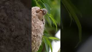 పామును మోసం చేయడానికి పక్షి తయారు చేసింది | Pendulum Tit Bird #shorts #youtubeshorts