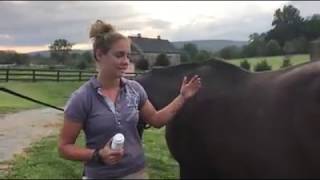 How to Prevent Boot Rubs on Horses