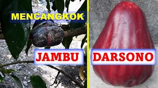 Proses Cangkok Jambu Darsono