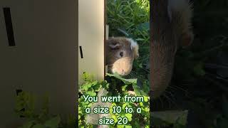 you went from a size 10 to a size 20 #animals #funny