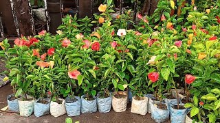 Galiff Street Plants Market In Kolkata | Hibiscus Beli Jasmine Rose Apple