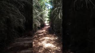 South Island lonely wooded trail