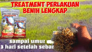 PANDUAN LENGKAP CARA PERLAKUAN BENIH / SEMAI PADI SAMPAI UMUR 3 HARI