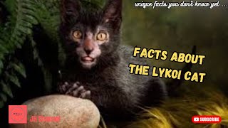 7 Facts about the Lykoi Cat, Unique facts you don't know yet…