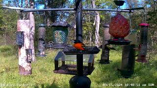 Male Baltimore oriole checks out PA Bird Feeder 1 - Fall Migration 9/15/2024