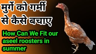 मुर्गे को गर्मी से कैसे बचाए || How can we fit our rooster in summer season || #trending