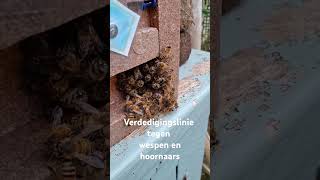 Verdediging tegen wespen en hoornaars 18 september 2024