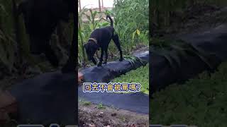 [台灣米克斯]185_2 隔壁小黑的報復性放風??... #台灣犬 #台灣米克斯