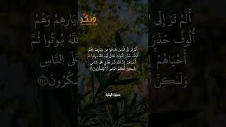 سورة البقرة الآيات من 242 إلى 244 بصوت القارئ مشاري راشد العفاسي #حالات واتس  #quran #shorts