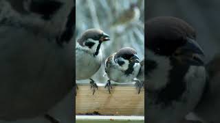 Воробьи в кормушке #birds #birdfeeder