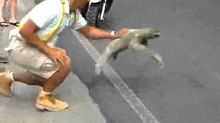 LESONABLE VIDEO CLIPS  Three toed sloth crossing the road I believe I can fly remix Video Collected by Rashid Siddiqi evergreenpeople@yahoo com