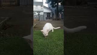 Kucing Sarapan Pagi Bersama Teman-Teman