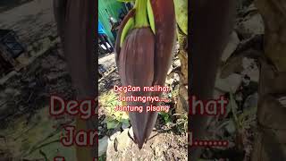 Pohon Pisang Jantung Pisang Calon Pohon Pisang