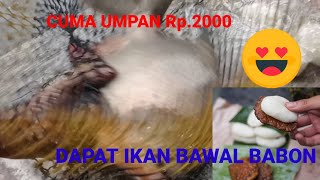 CUKUP PAKAI INI TAPI JOSS...!! LANGSUNG TES  UNTUK SEGALA KOLAM#BAWALHARIAN#MANCINGBAWAL