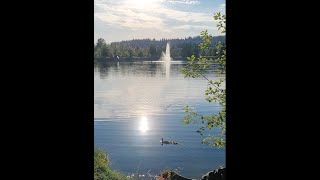 Beaver having dinner at the Lafarge Lake Coquitlam, British Columbia