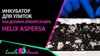 Инкубатор для икры улитки Helix aspersa | Snails House Farm