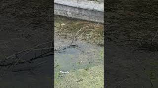 Found Snake in the Water at Thousand Islands | #Shorts