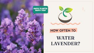 🪻🍀Uncover the Secret: How Often to Water Lavender for Optimal Growth