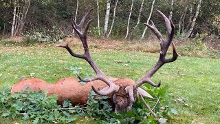 Spannende Brunft in der Johannisburger Heide