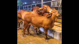 Red Brahman Father-Son duo