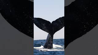 Biggest whale tail EVER?