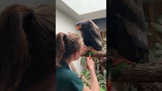 Bateleur Eagle Loves a Spa Day