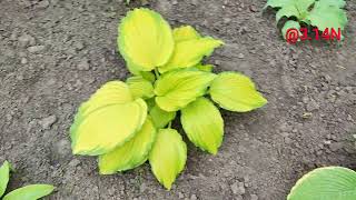 🍀тижневик 5#petrnovar #запоріжжя #hosta #хоста