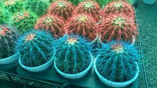 ముద్దొచ్చే ముళ్ళ మొక్కలు#shorts #wow #beautiful cactus flowers