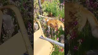 Kitten Chubba Plays in 1,000,000 Flowers