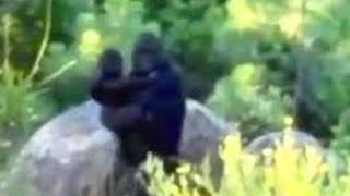 Disturbing Bigfoot Encounters Caught On Trail Camera