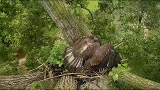 26-06-2018 Livraison et repas surl'ancien nid