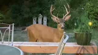 Monster Buck comes thru the yard. 3 x 4 with Eye Guards.