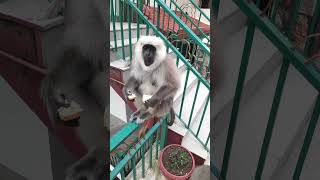 Animal story – funny gray monkey feeding #animalstory #monkeyfeeeding #funnymammals