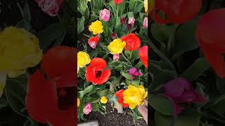 Hi Spring  | Tulip season| Spring 2024