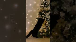 CATS PLAING with toys on the Christmas tree 🎄😻👍 #christmastree #catvideos