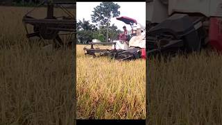 rich cutter machine rice harvesting.#ricecuttingmachine #viralshort #viralvideo #trendingshorts