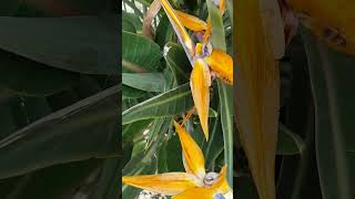 Strelitzia reginae flowers