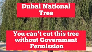 Ghaf 🌲 Tree Dubai National Tree ||