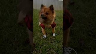 Remi was not feeling his new shoes.😅🤣#remi #shorts #fypシ゚viral #pomeranian